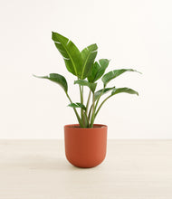 Load image into Gallery viewer, Earth Red*****Profile