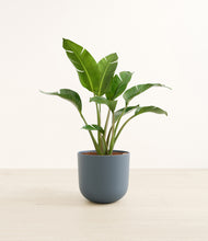 Load image into Gallery viewer, Iron Gray*****Profile