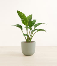 Load image into Gallery viewer, Sage Green*****Profile