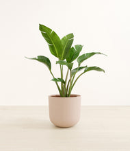 Load image into Gallery viewer, Sandy Pink*****Profile