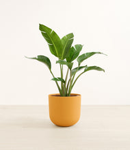 Load image into Gallery viewer, Sunset Orange*****Profile