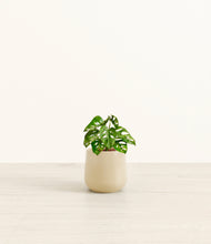 Load image into Gallery viewer, Almond Green*****Profile
