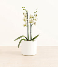 Load image into Gallery viewer, White*****Profile
