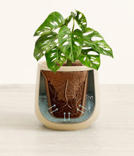 Load image into Gallery viewer, Almond Green stand:all
