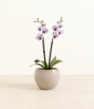 Load image into Gallery viewer, Desert Brown*****Profile
