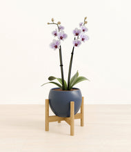 Load image into Gallery viewer, Deep Navy stand:bamboo
