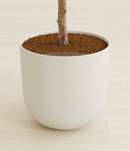 Load image into Gallery viewer, Natural Bamboo
