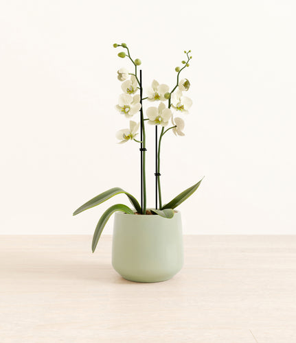 Turquoise*****Profile