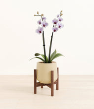 Load image into Gallery viewer, Almond Green stand:walnut
