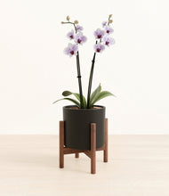 Load image into Gallery viewer, Black stand:walnut
