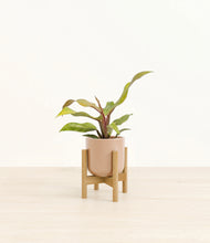 Load image into Gallery viewer, Glossy Pink stand:bamboo
