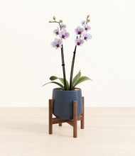 Load image into Gallery viewer, Deep Navy stand:walnut
