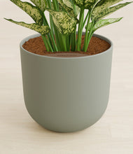 Load image into Gallery viewer, Sage Green stand:all
