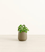 Load image into Gallery viewer, Olive*****Profile
