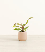 Load image into Gallery viewer, Gentle Pink*****Profile
