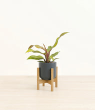 Load image into Gallery viewer, Iron Gray stand:bamboo
