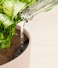 Load image into Gallery viewer, Sandy Pink stand:all
