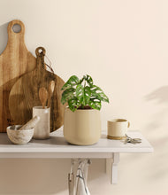 Load image into Gallery viewer, Almond Green
