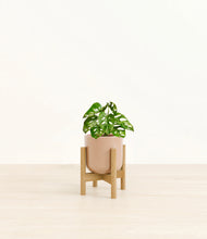 Load image into Gallery viewer, Glossy Pink stand:light
