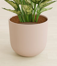 Load image into Gallery viewer, Sandy Pink stand:all
