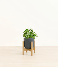 Load image into Gallery viewer, Iron Gray stand:light
