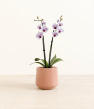 Load image into Gallery viewer, Calm Rose*****Profile
