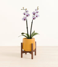 Load image into Gallery viewer, Mustard stand:bamboo
