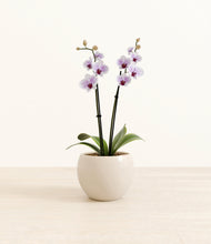 Load image into Gallery viewer, Shiny EggWhite*****Profile
