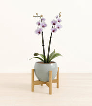 Load image into Gallery viewer, Deep Ocean stand:bamboo
