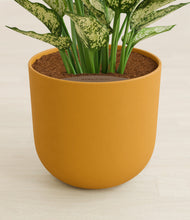 Load image into Gallery viewer, Sunset Orange stand:all
