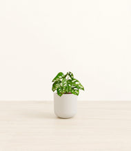 Load image into Gallery viewer, Natural Bamboo*****Profile
