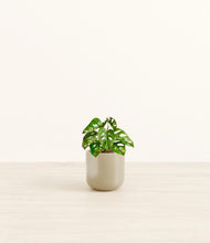 Load image into Gallery viewer, Sage Green*****Profile
