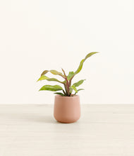 Load image into Gallery viewer, Calm Rose*****Profile

