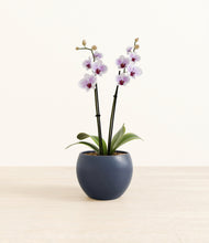 Load image into Gallery viewer, Deep Navy*****Profile
