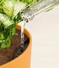 Load image into Gallery viewer, Sunset Orange stand:all
