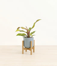 Load image into Gallery viewer, Misty Blue stand:bamboo
