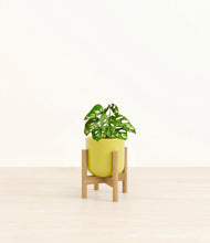 Load image into Gallery viewer, Key Lime Yellow stand:light
