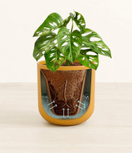 Load image into Gallery viewer, Sunset Orange stand:all
