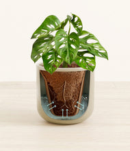 Load image into Gallery viewer, Sage Green stand:all
