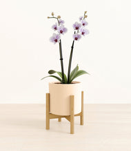 Load image into Gallery viewer, Cream stand:bamboo

