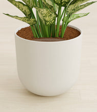 Load image into Gallery viewer, Natural Bamboo stand:all
