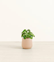 Load image into Gallery viewer, Gentle Pink*****Profile
