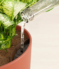 Load image into Gallery viewer, Earth Red stand:all
