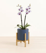 Load image into Gallery viewer, Deep Navy stand:bamboo

