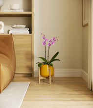 Load image into Gallery viewer, Mustard stand:bamboo
