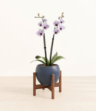 Load image into Gallery viewer, Deep Navy stand:walnut
