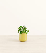 Load image into Gallery viewer, Key Lime Yellow*****Profile
