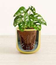 Load image into Gallery viewer, Key Lime Yellow stand:all

