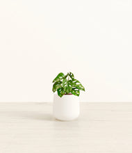 Load image into Gallery viewer, White*****Profile
