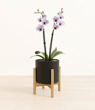 Load image into Gallery viewer, Black stand:bamboo
